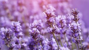 Ultimate Guide to Lavender Cultivation