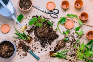 Çelikleme ile Bitki Çoğaltma Teknikleri - 1