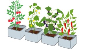 Dutch Bucket (Bato Bucket) For Beginners