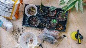 Ultimate Guide to Propagation through Cuttings - 2