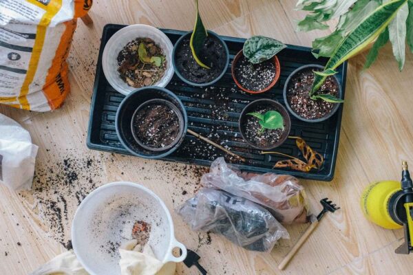 Ultimate Guide to Propagation through Cuttings - 2