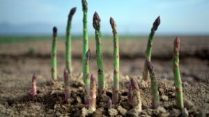 Asparagus: Origin and Health Benefits