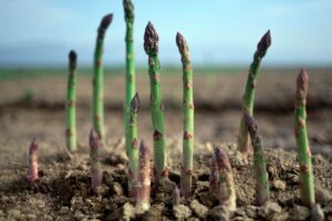 Asparagus: Origin and Health Benefits