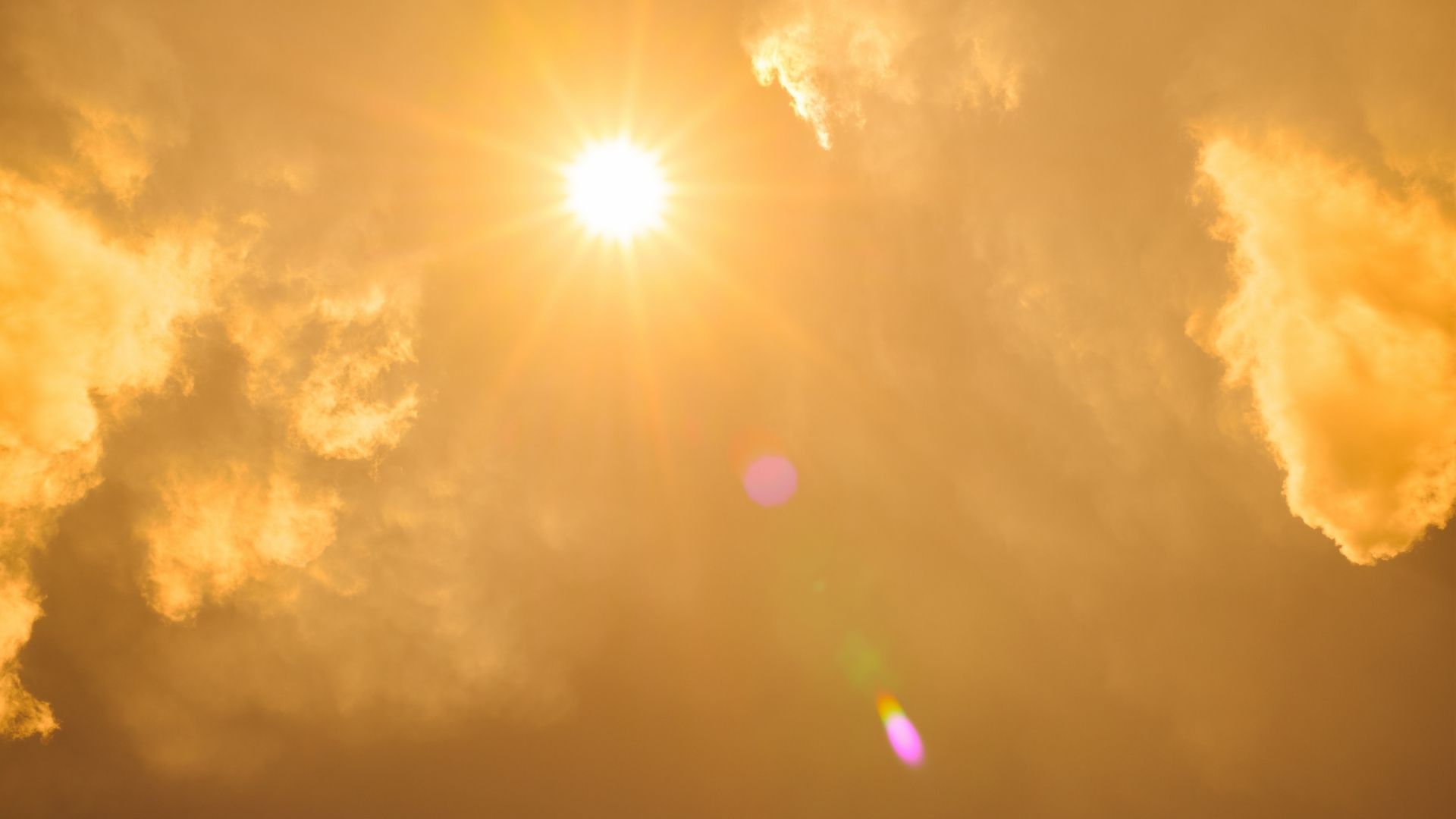 Kuraklıkla Mücadele: Sıcak ve Kurak Alanlarda Kolaylıkla Yetişen Bitkiler