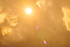 Drought-Tolerant Plants for Hot, Dry Gardens