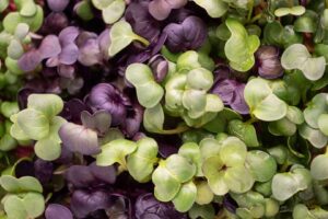 Microgreens: Health Benefits, Growing Tips, and Delicious Ways to Use Them