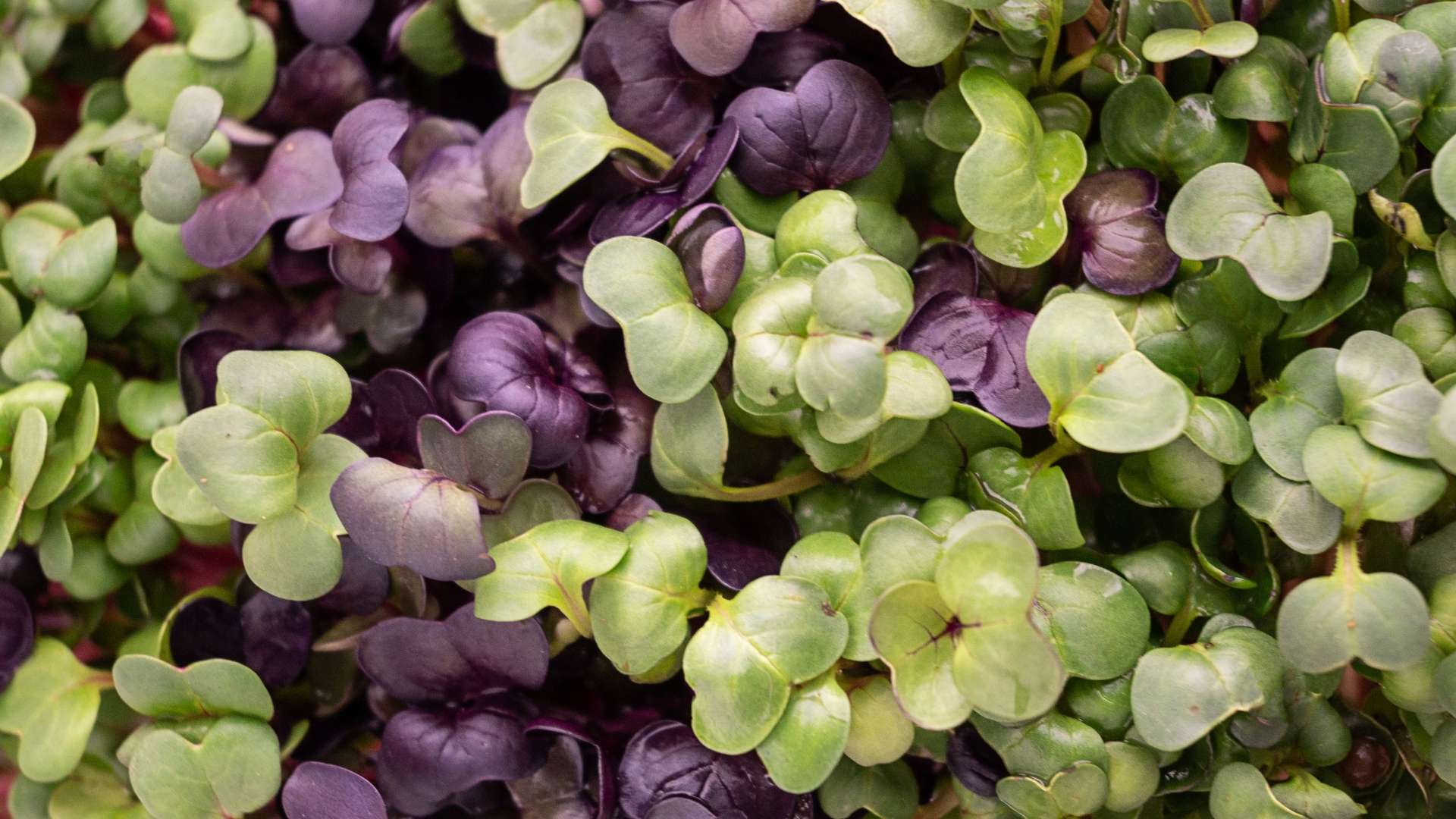 Microgreens: Health Benefits, Growing Tips, and Delicious Ways to Use Them