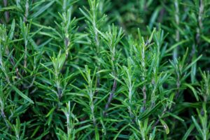 More Than Just a Spice: The Healing Science of Rosemary