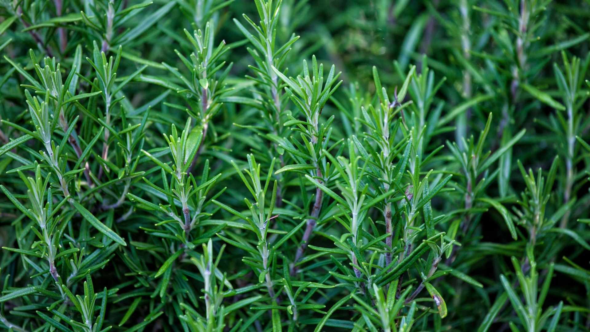 More Than Just a Spice: The Healing Science of Rosemary