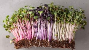 Radish Microgreens: A Zesty Boost for Digestion & Circulation