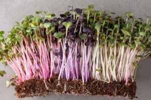 Radish Microgreens: A Zesty Boost for Digestion & Circulation