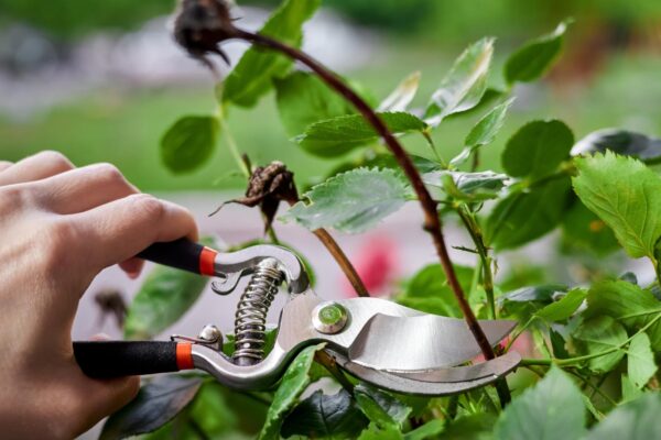 Autumn Pruning
