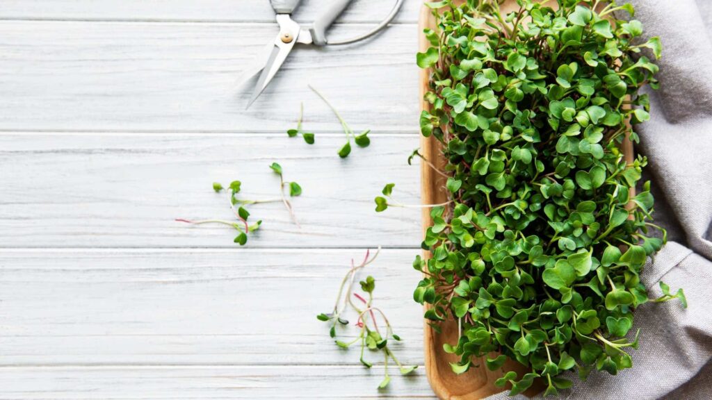 Mikrofiliz yetiştirme