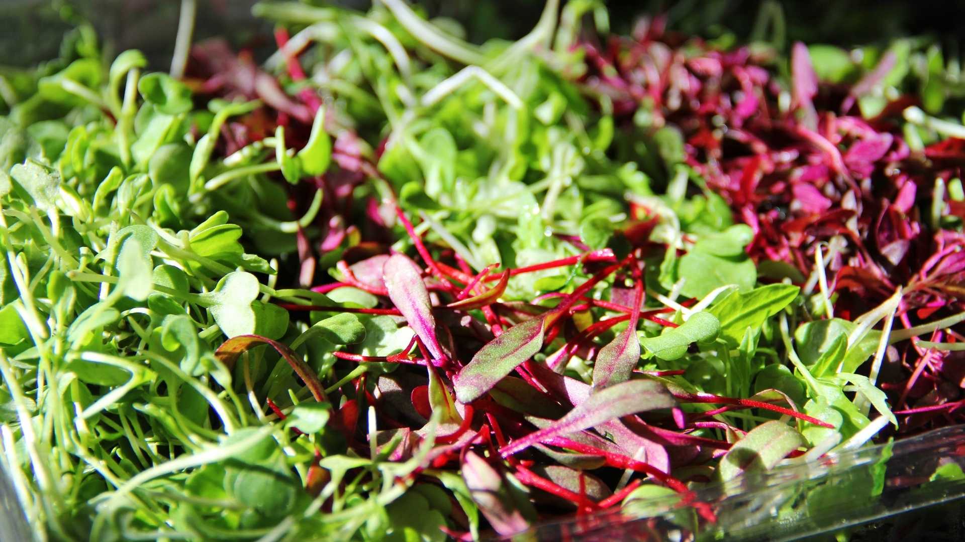 Microgreens for Beginners