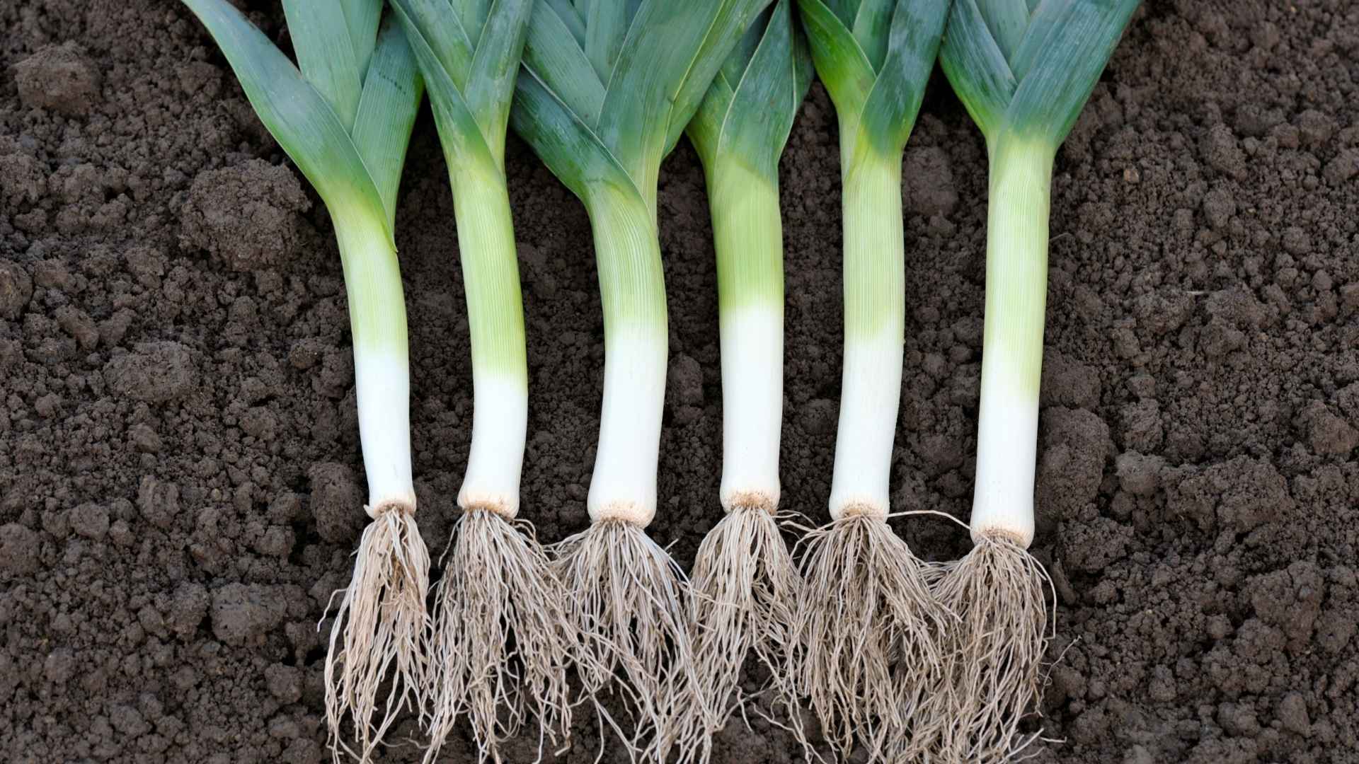 Leeks In a Nutshell