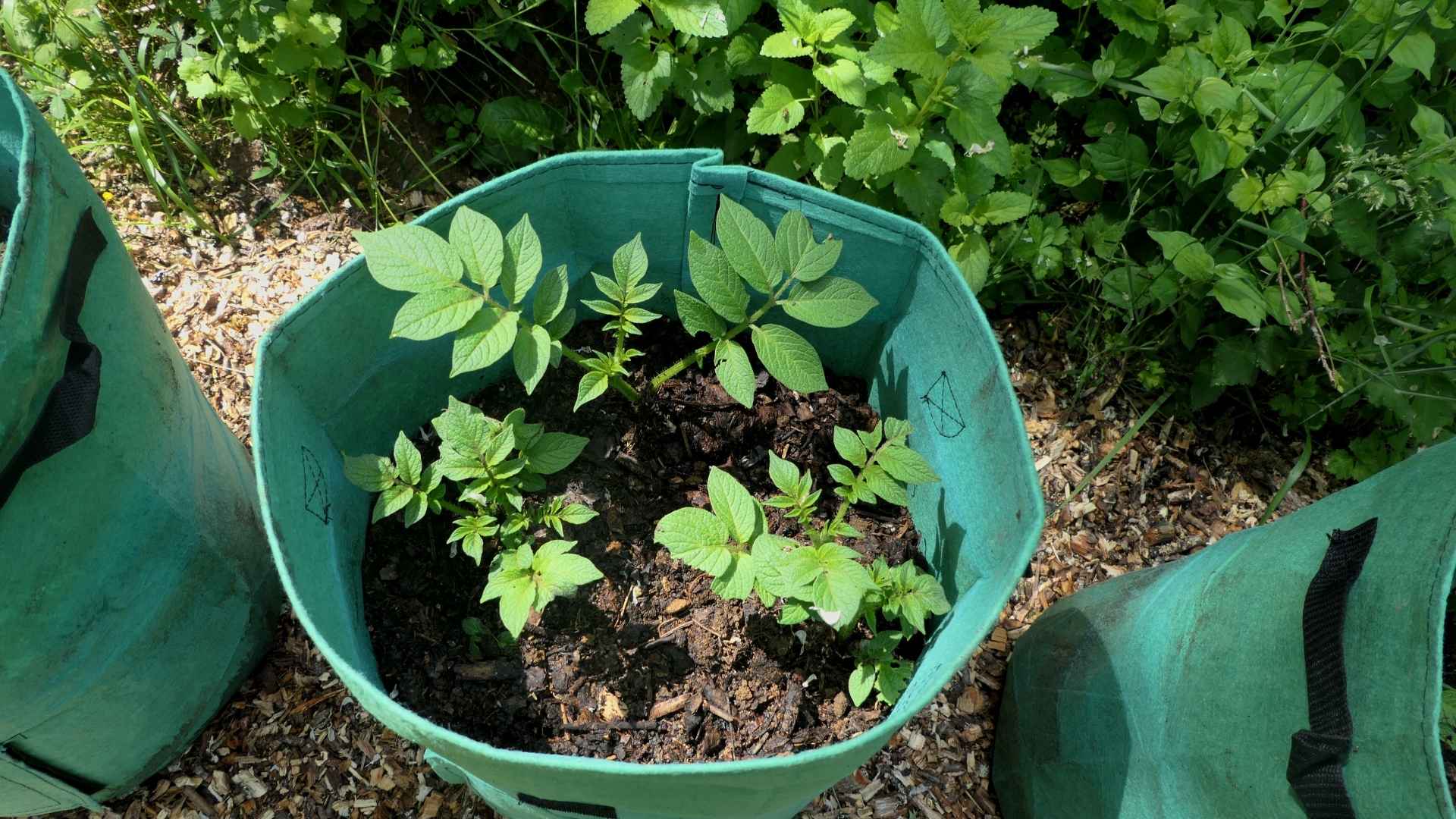 Çuvalda Sebze Yetiştirmeniz İçin 5 Sebep