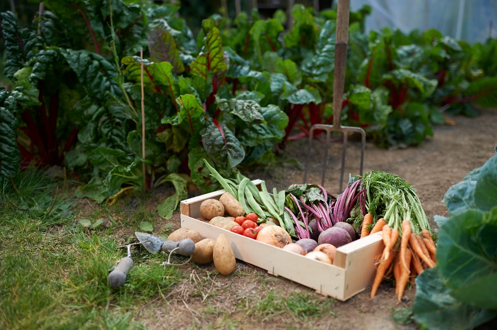Prepare Your Vegetable Garden for Spring in 6 Steps