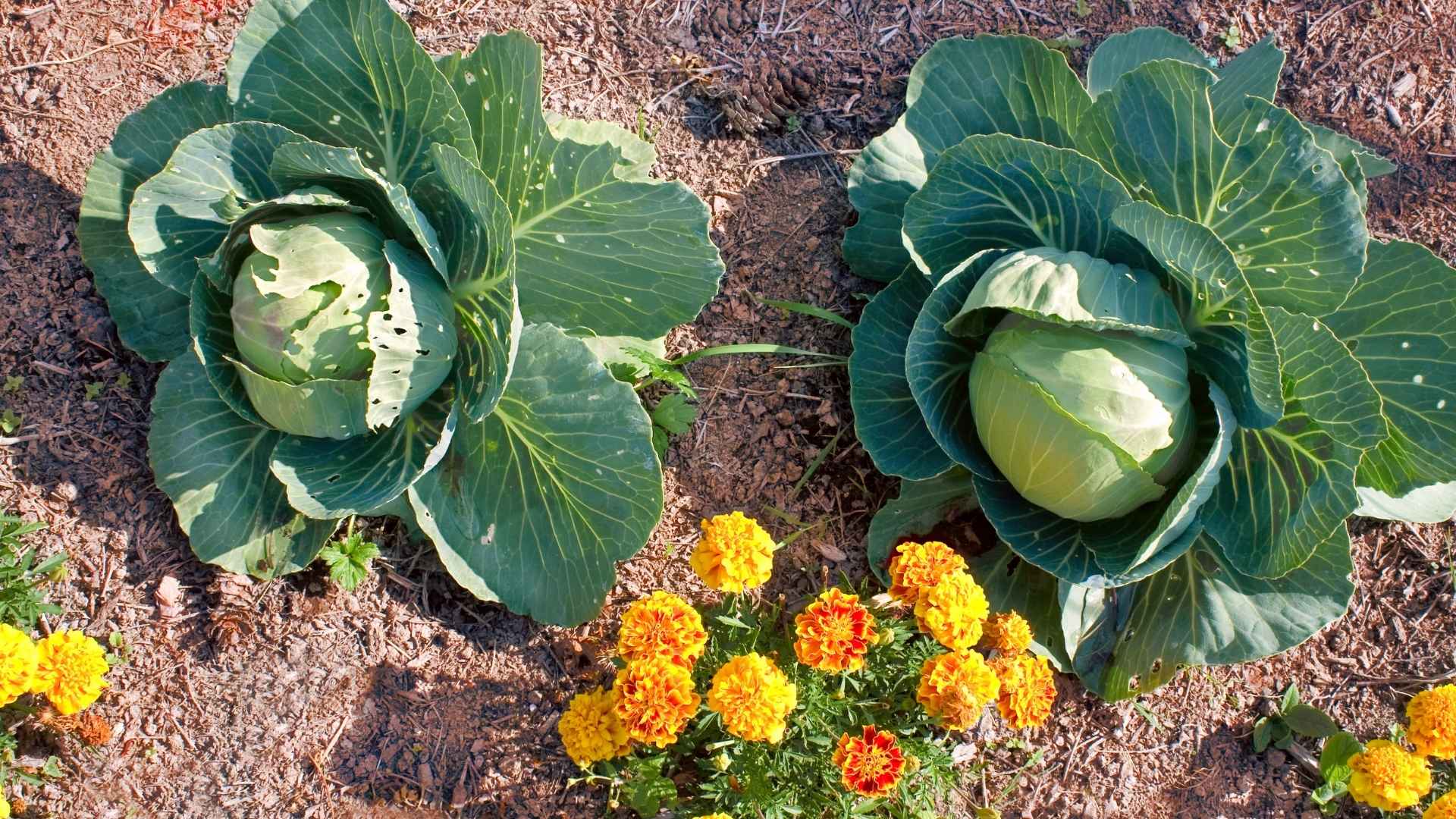 Grow These Plants Together For A Healthy Garden