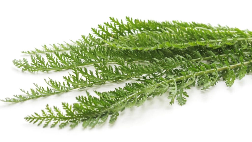 Yarrow Leaves