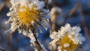 The Complete Guide to Winterizing Your Houseplants