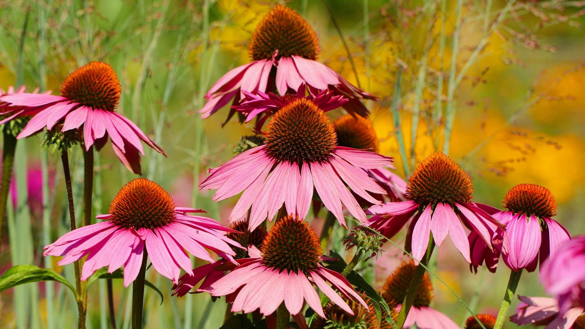 How to Grow and Care for Echinacea