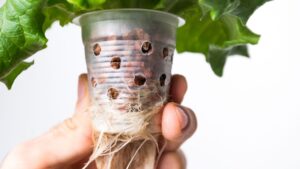 Which Type of Hydoponics System is Right for You?