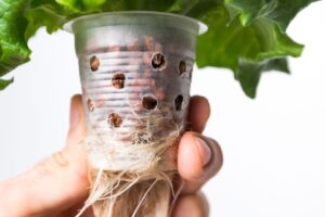 Which Type of Hydoponics System is Right for You?