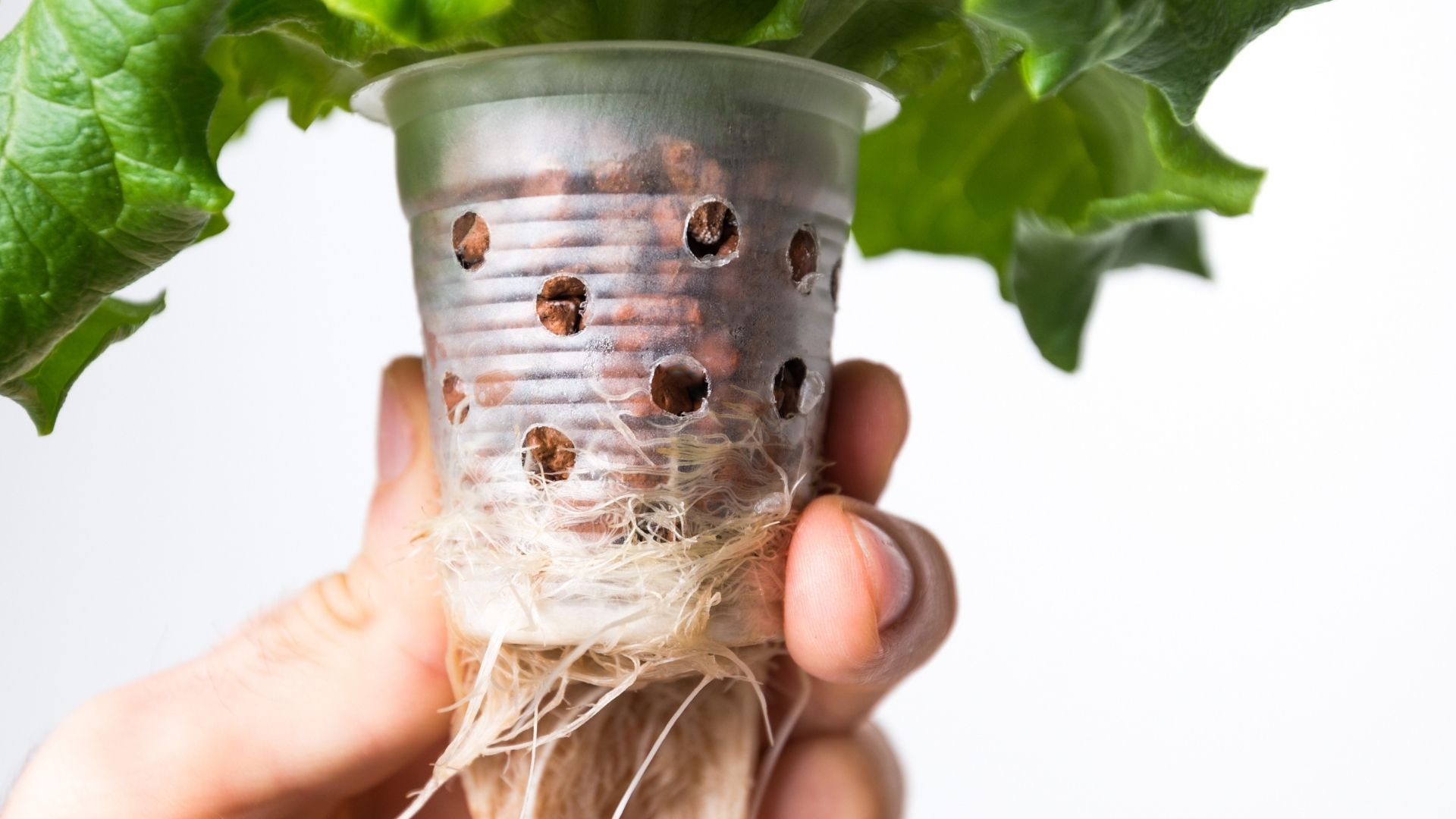 Which Type of Hydoponics System is Right for You?