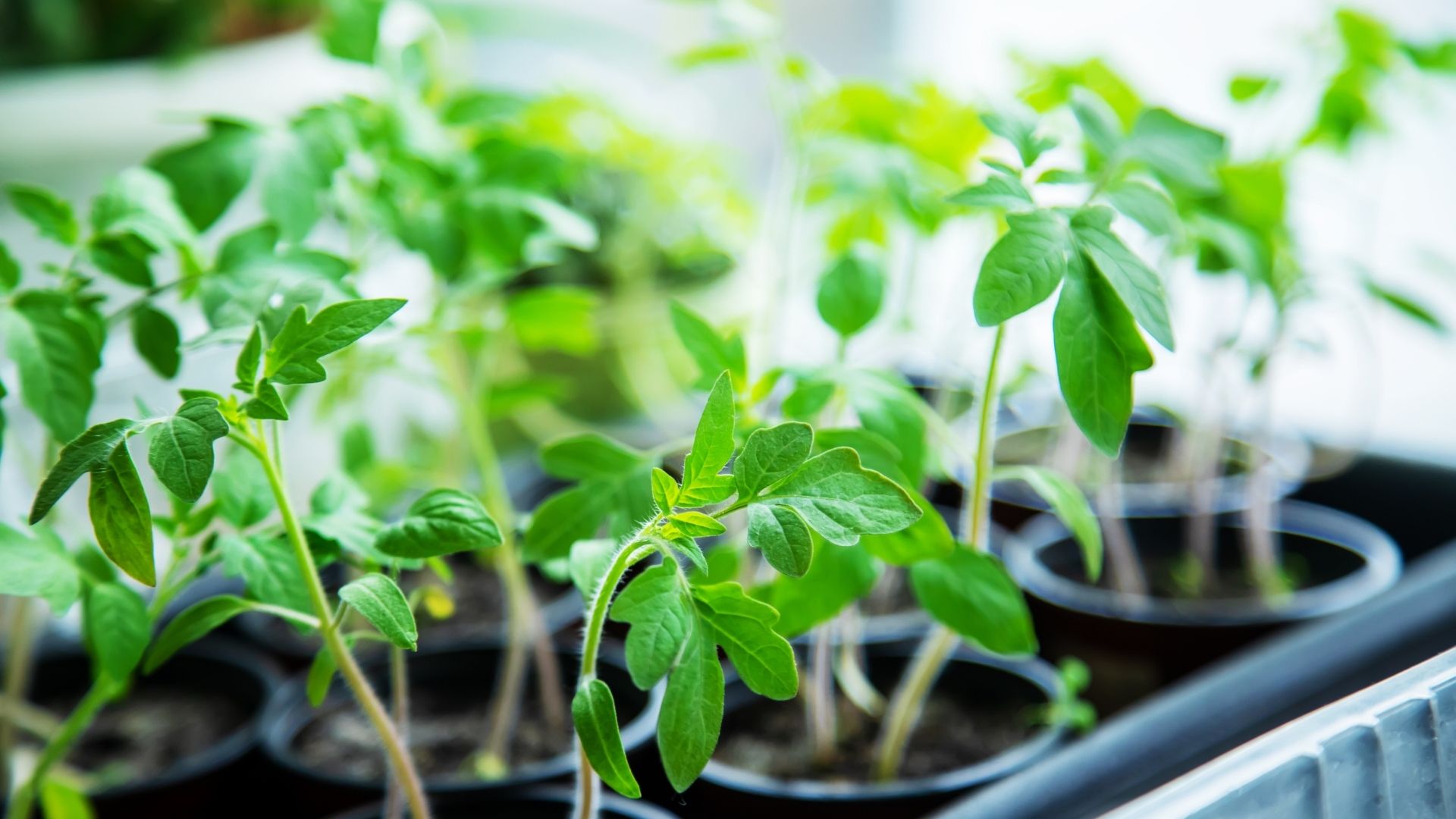 How to Start Seeds Indoors: A Complete Guide for Beginners