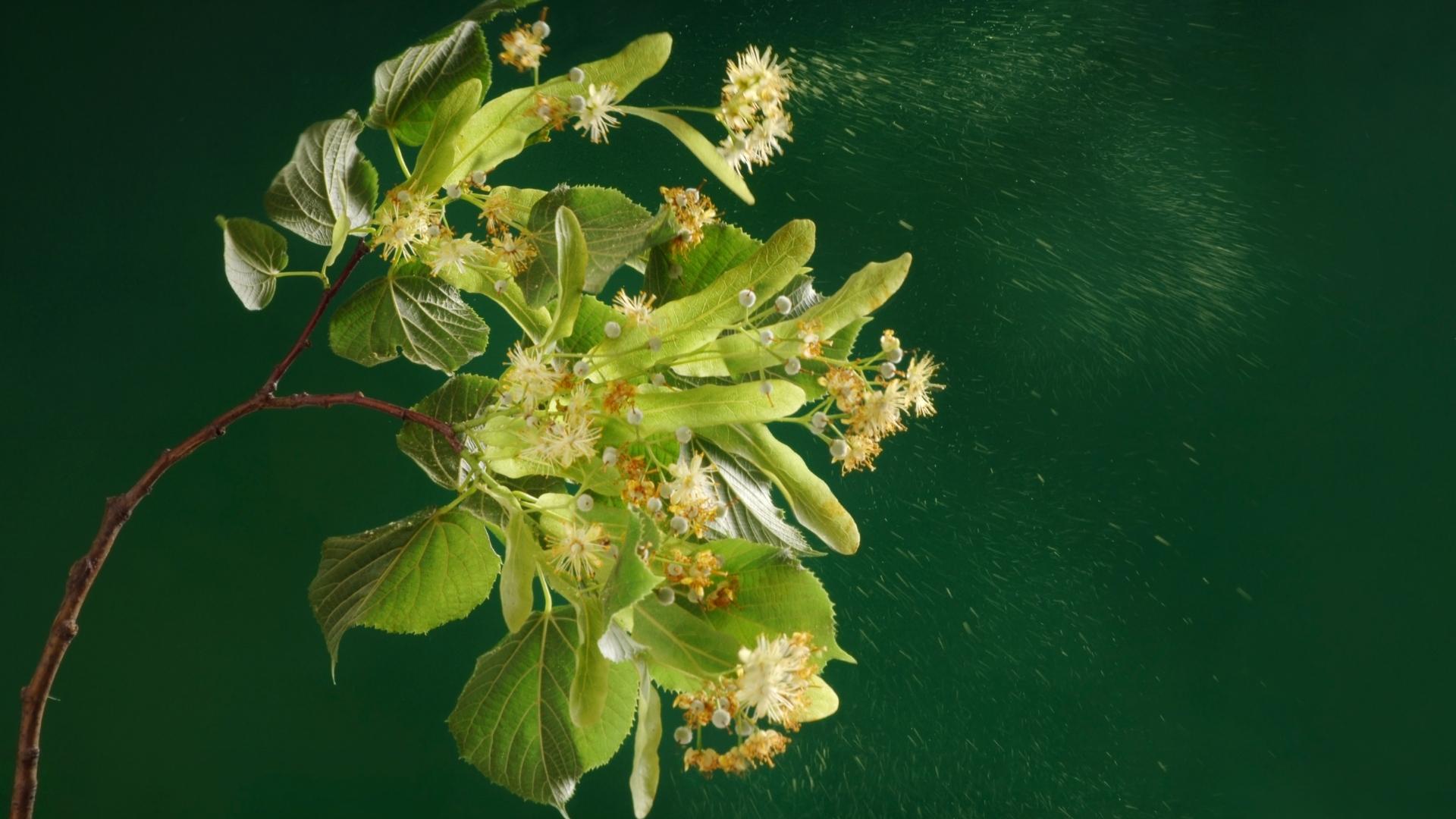 Bahar Nezlesi Belirtilerine Karşı 7 Doğal Çözüm