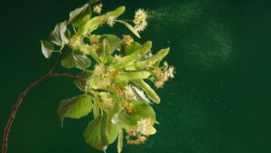 7 Natural Remedies to Treat Hay Fever Symptoms Quickly