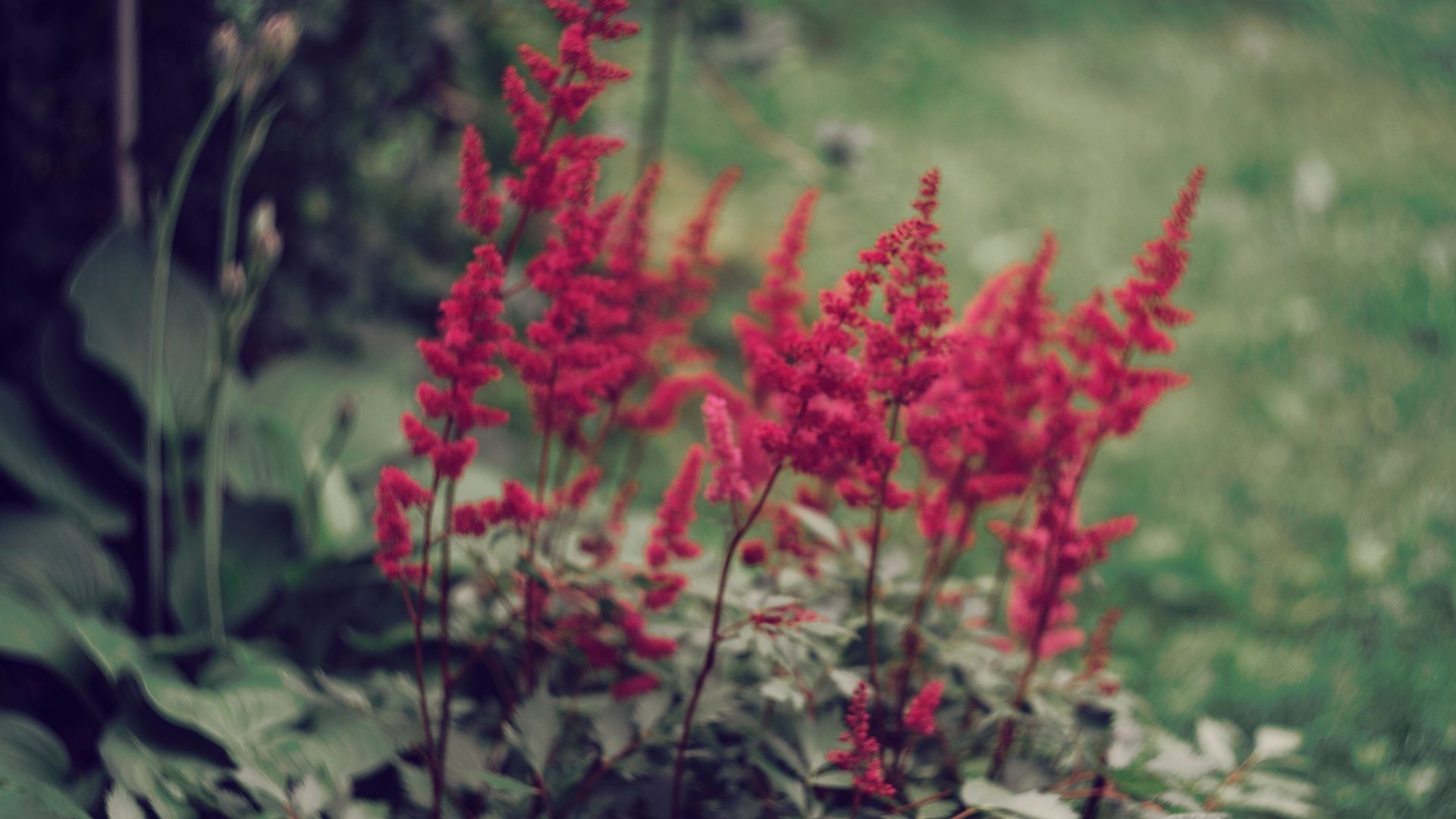 8 Stunning Plants That Thrive in Shady Areas