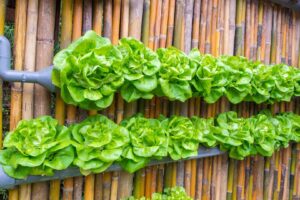 Factual Comparison of Hydroponics vs Soil