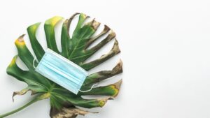 Protecting Indoor Plants from Diseases and Pests