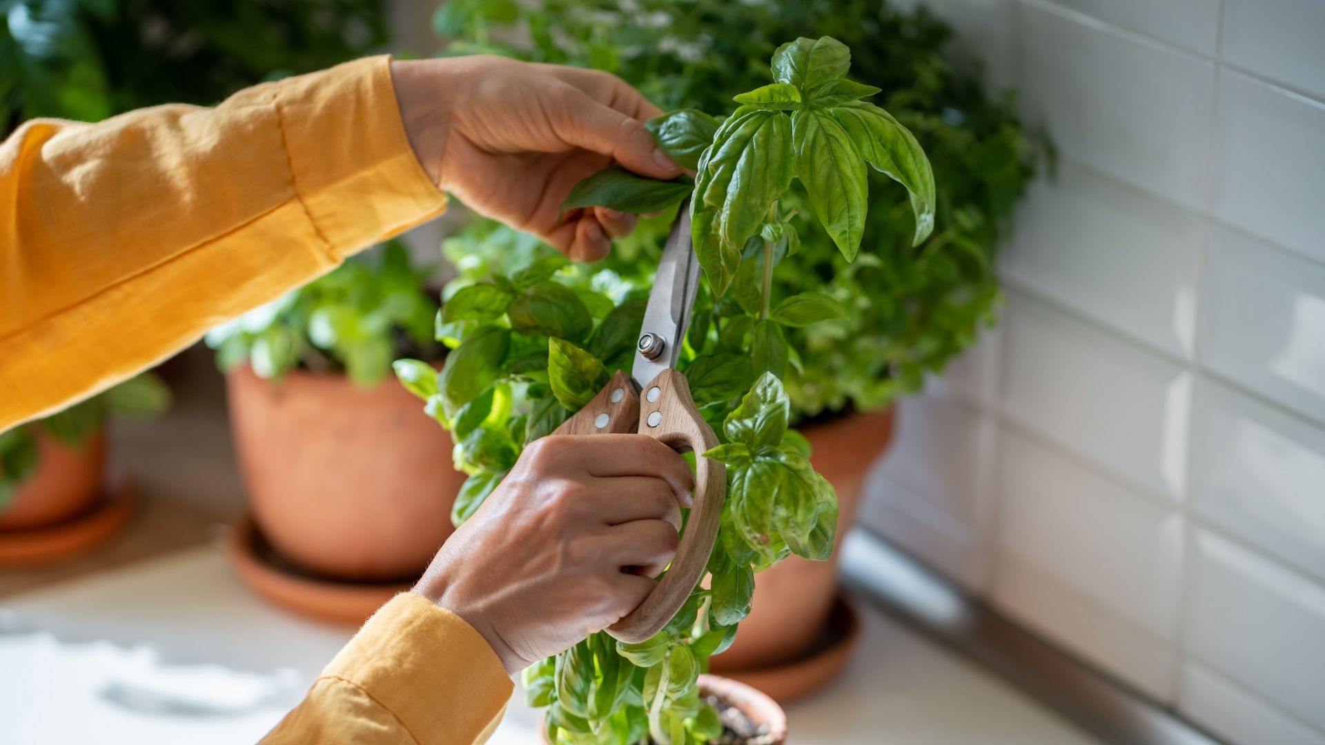 Pruning and Propagating Basil Plants: A Comprehensive Guide