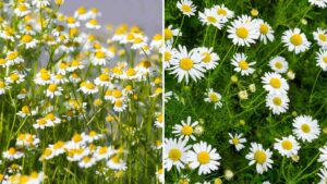 Chamomile Cultivation 101: How to Sow and Care for Your Chamomile Plants