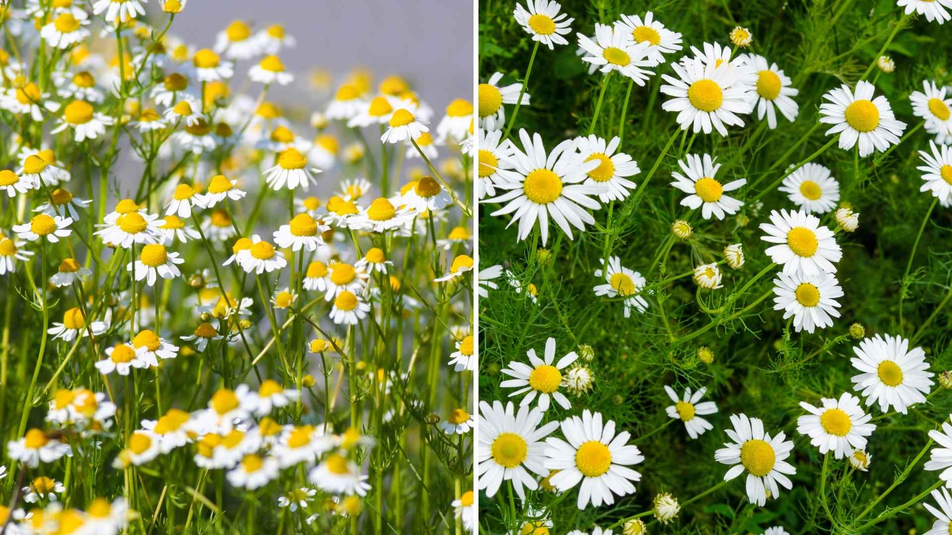 Chamomile Cultivation 101: How to Sow and Care for Your Chamomile Plants