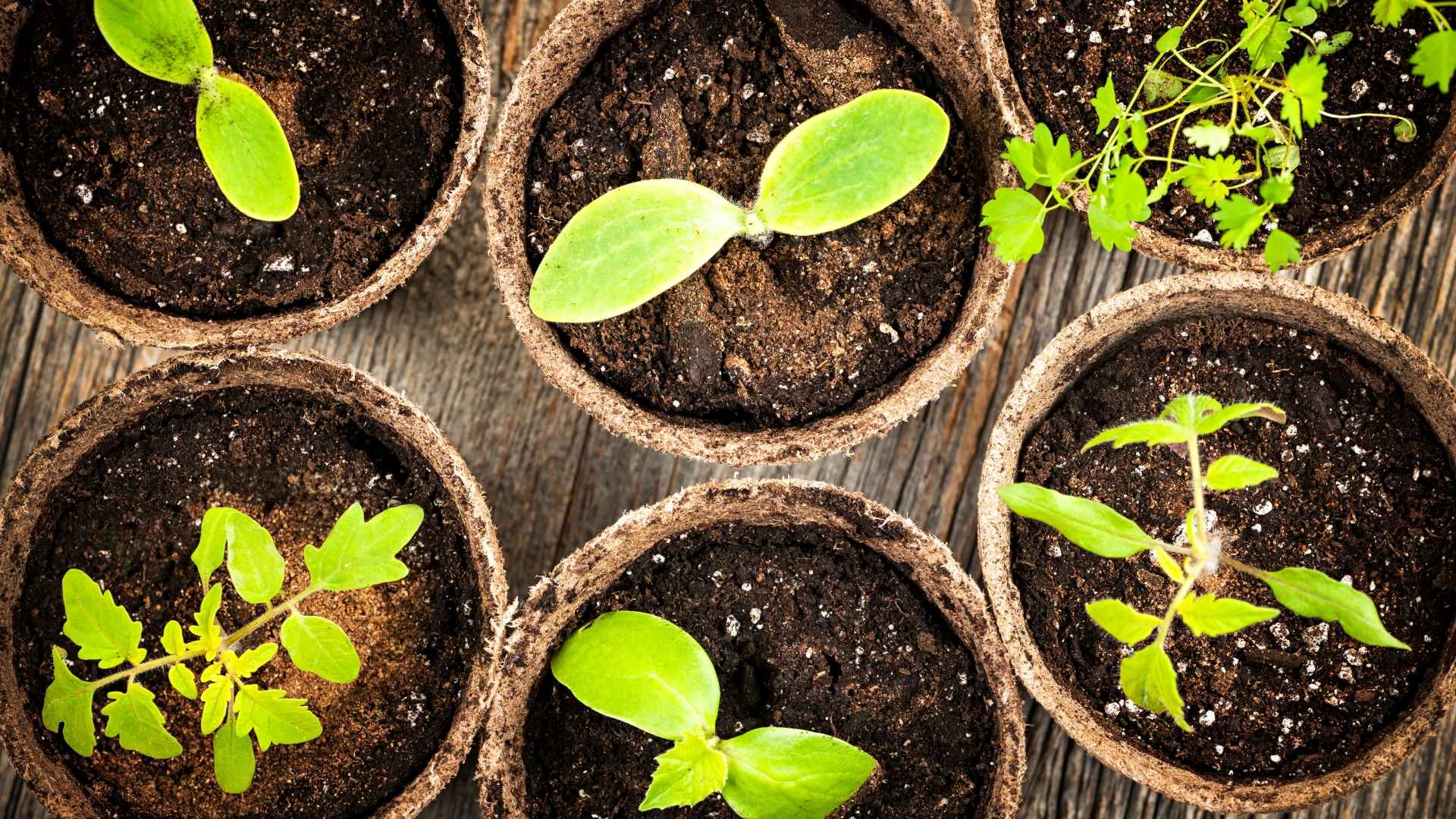 Seedling Transplantation Guide