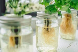 Kratky Method in Hydroponics