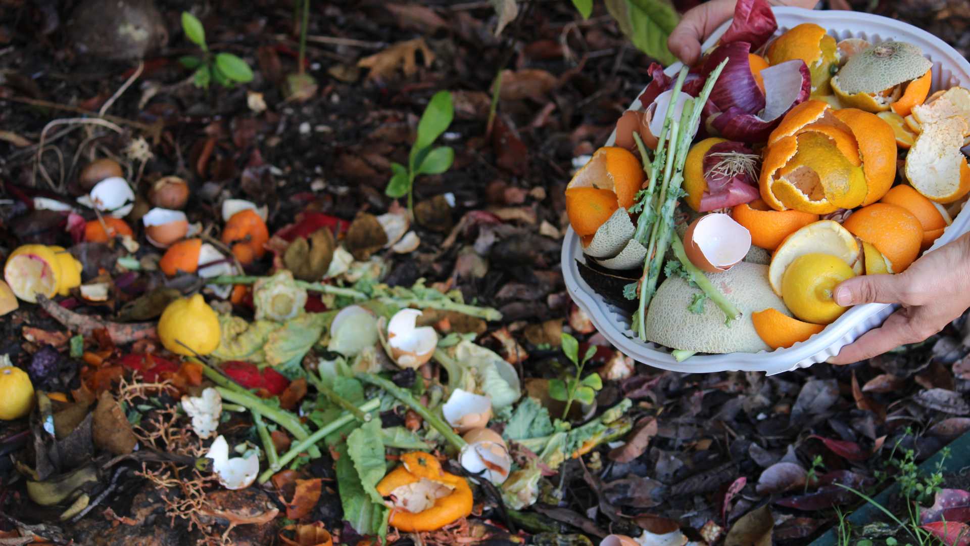 Organic Fertilizer (Compost) Making and Useful Tips