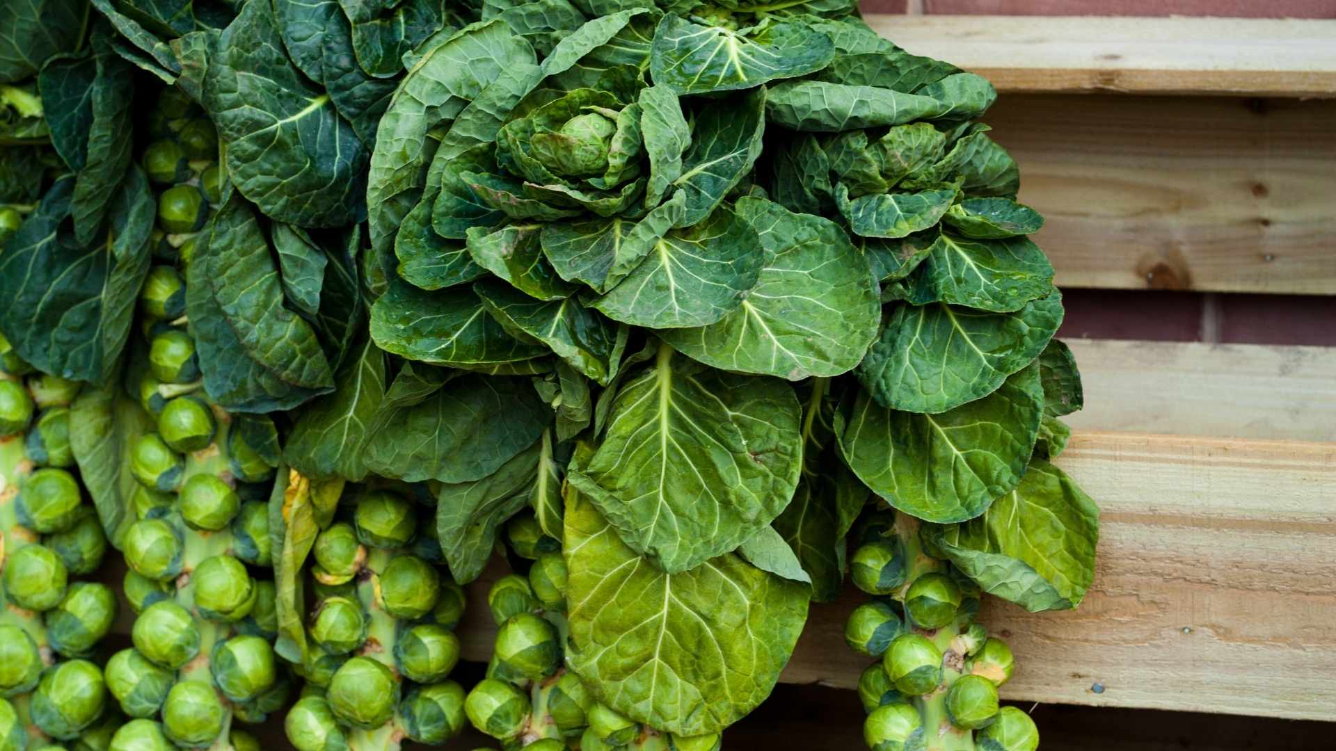 Brussels Sprouts In a Nutshell