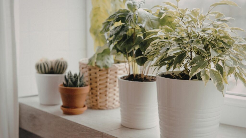 Plants during winter