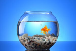 Yeni Başlayanlar İçin Aquaponics