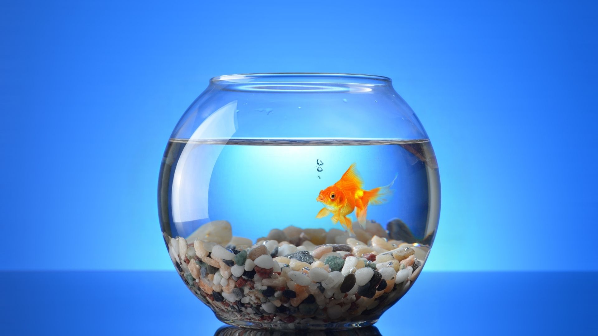 Yeni Başlayanlar İçin Aquaponics