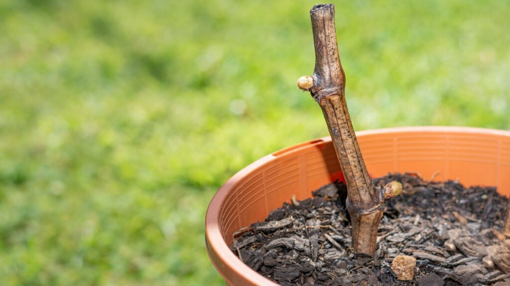 Stem Cuttings in Propagation
