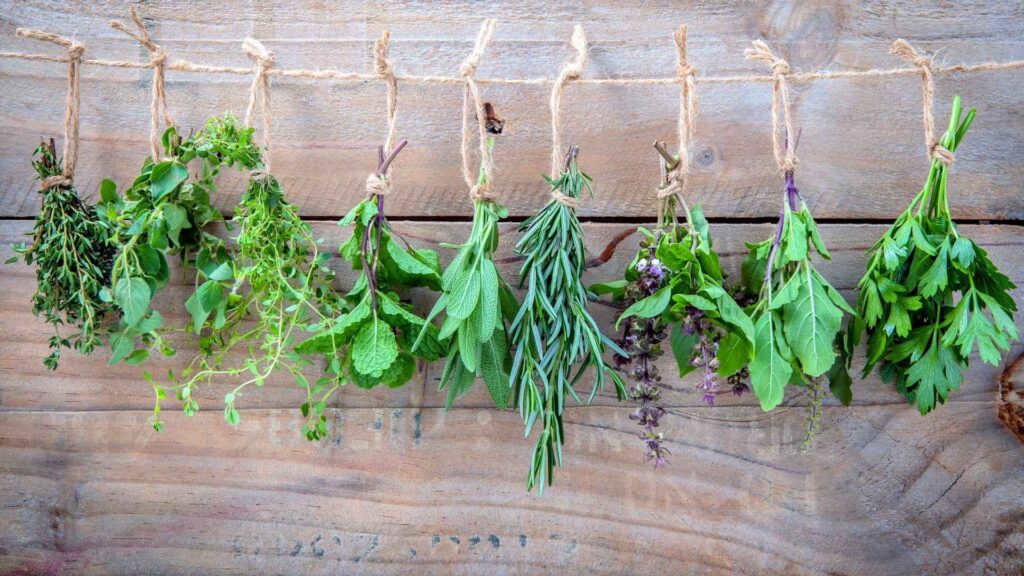 Recommended Medicinal Plants for Respiratory Health