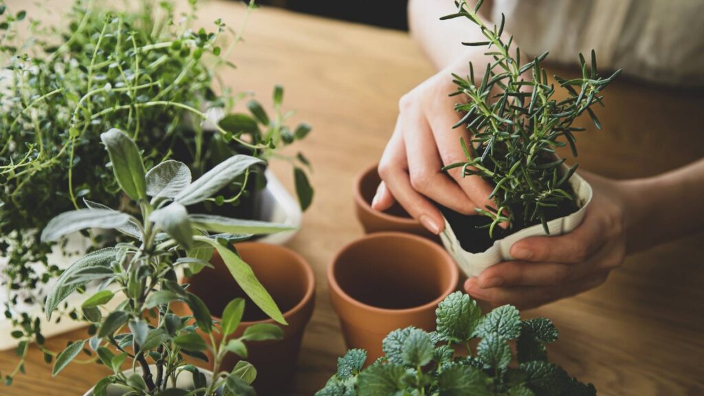 Rosemary cultivation and harvesting