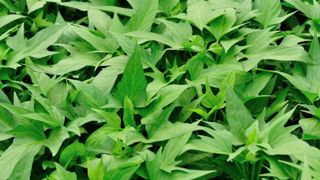 Sweet potato plants that are not ready for harvest