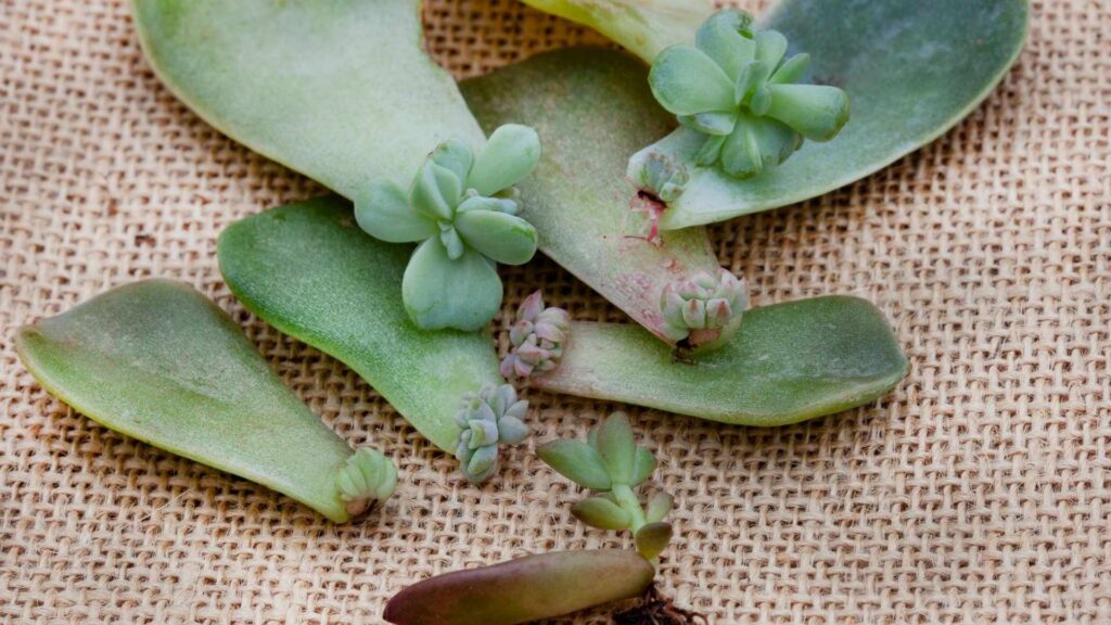 Leaf Cuttings in Propagation