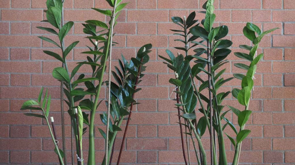 Zamioculcas zamiifolia